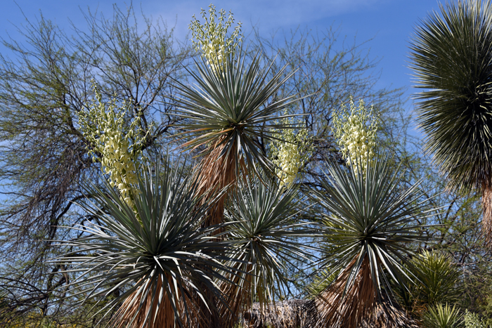 Eve's-Needle is also called; Carneros Yucca, Giant Dagger, Faxon Yucca, Spanish Bayonet and Spanish Dagger. The plants are trees or shrubs with solitary arborescent 1-stem trunks with 1 or more branches also erect. Yucca faxoniana